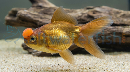 Chocolate Pom Pom Goldfish