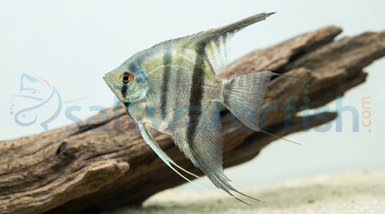 Cobalt Blue Zebra Angelfish