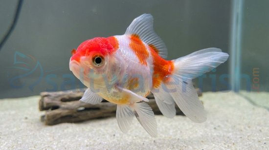 Crown Pearlscale Goldfish