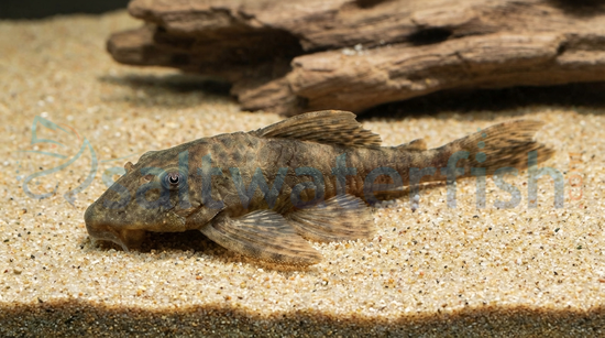 Cucuta Bristlenose Plecostomus