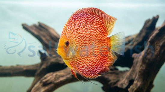 Diamond Ruby Discus