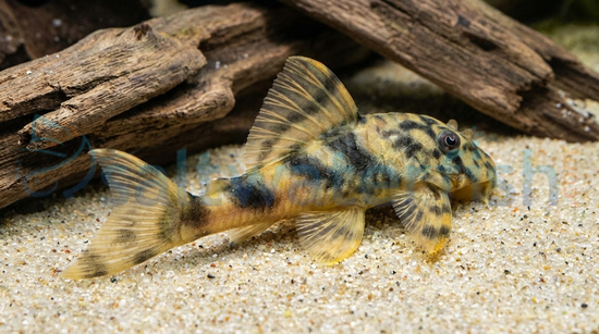Emperor/False Vittata Plecostomus L-204