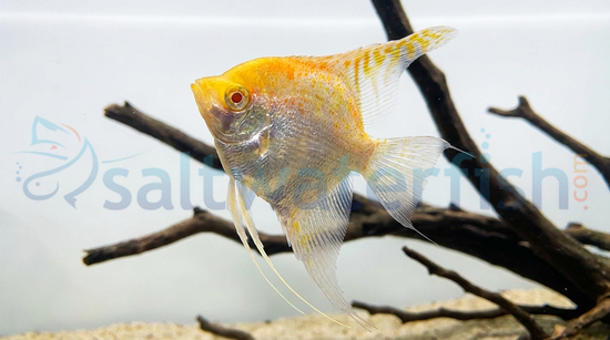 'False Altum' Peruvian Albino Angelfish