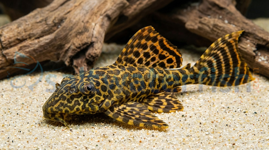 Flash Plecostomus L-204