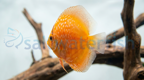 German Turquoise Discus