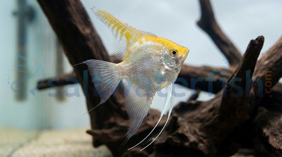 Gold Angelfish