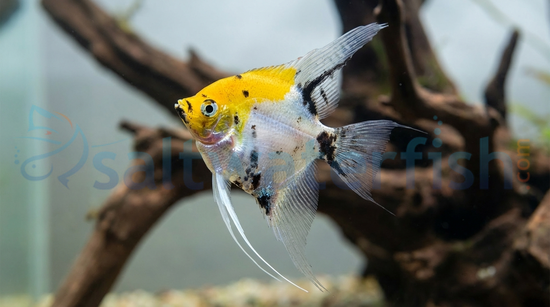 Gold Marble Angelfish