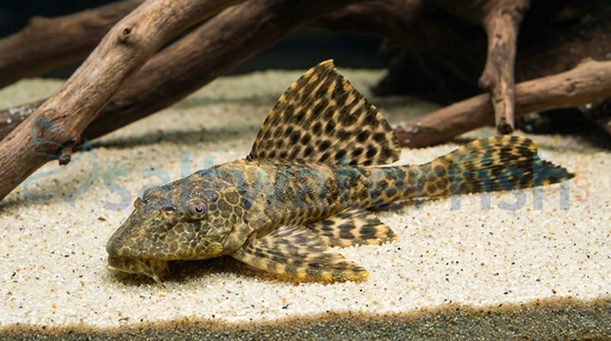 Gold Spotted Sailfin Plecostomus L-001