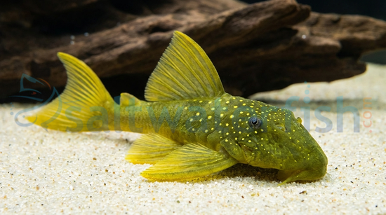 Green Phantom Plecostomus L-200