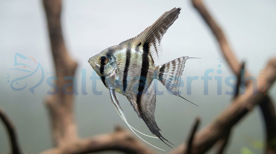 Half Black Angelfish