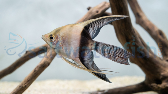 Half Black Veil Angelfish