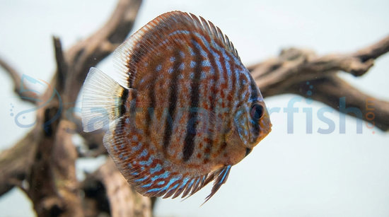 Heckel Vietnam Discus