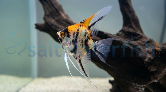 Koi Angelfish
