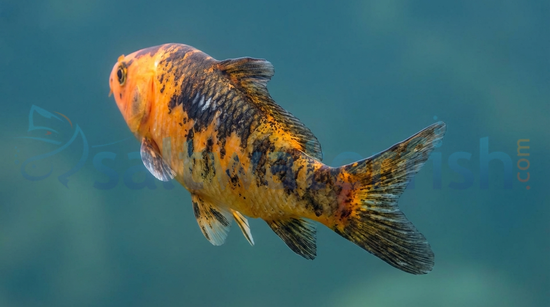 Kujaku Koi