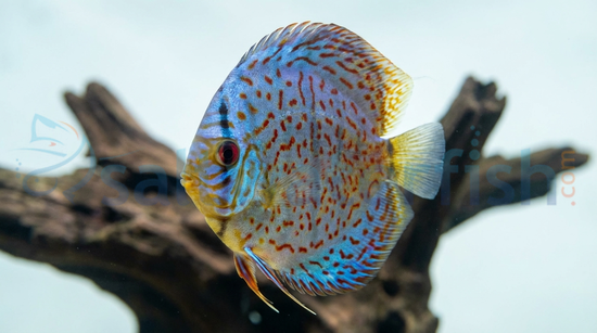 Leopard Blue Discus
