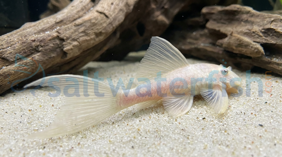 Longfin Albino Bushy Nose Plecostomus