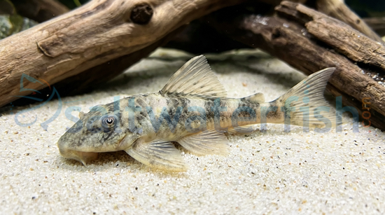 Lujans Plecostomus L-127