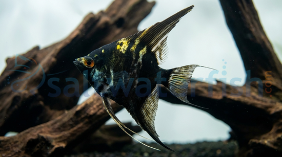 Marble Angelfish