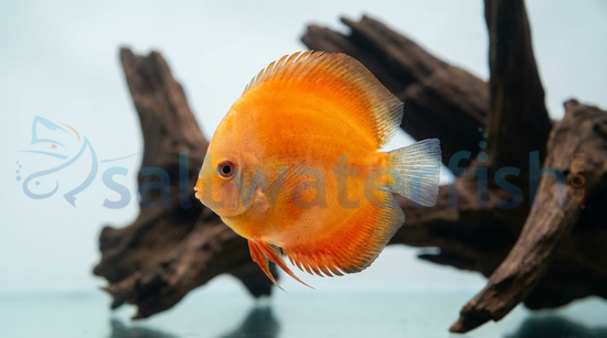 Marlboro Red Discus