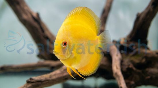 Marlboro Yellow Discus