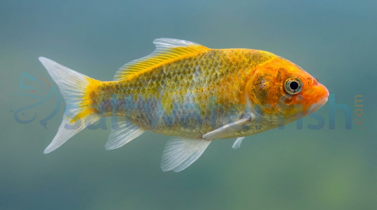 Matsuba Koi