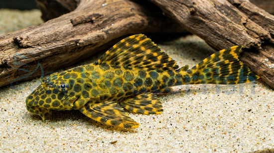 Maze Plecostomus L-164
