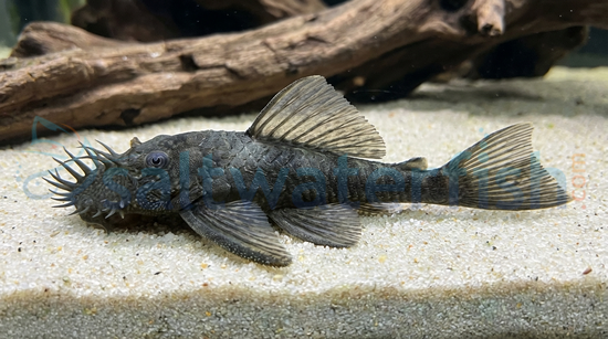 Medusa Bushy Nose Plecostomus L-034