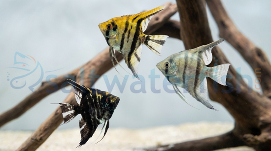 Mixed Angelfish
