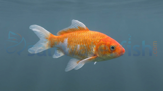 Mixed High Quality "AA" Koi