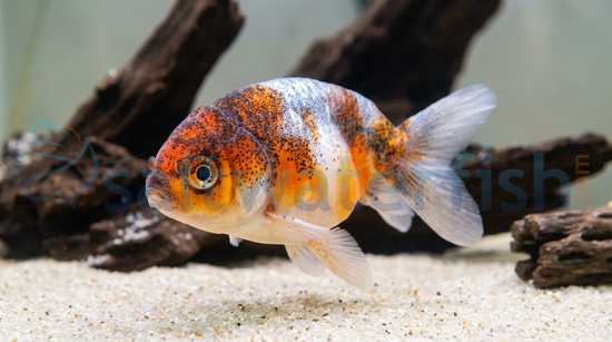 Mixed Lionhead Goldfish