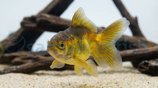 Mixed Oranda Goldfish