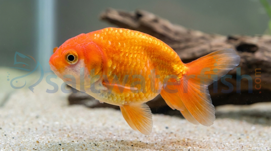 Mixed Ranchu Goldfish