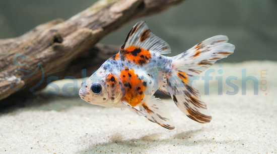 Mixed Ryukin Goldfish