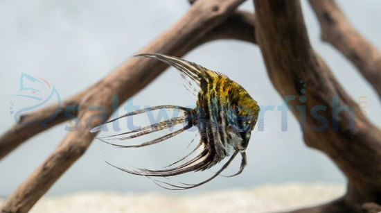 Mixed Veil Angelfish