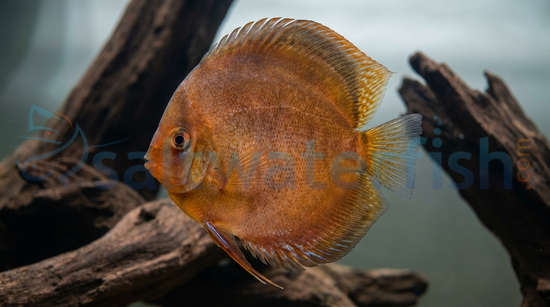 Nebula Discus