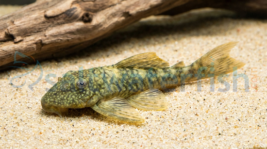 Orange Seam Plecostomus L-106