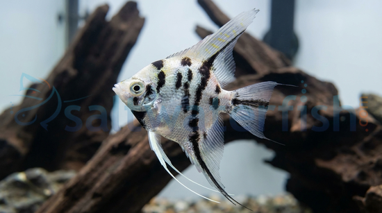 Panda Angelfish