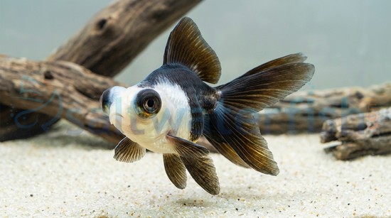 Panda Butterfly Goldfish