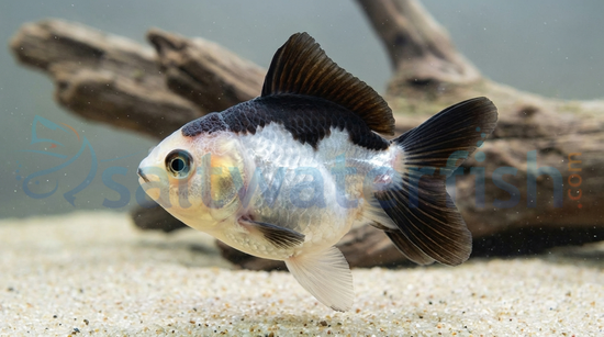 Panda Oranda Goldfish