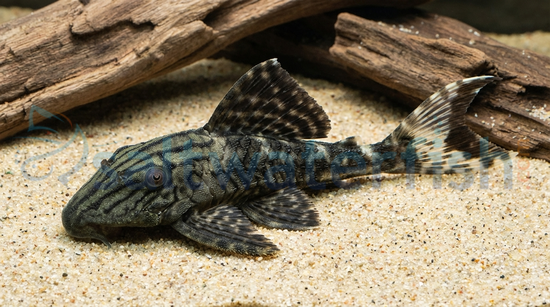 Papa Panaque Plecostomus L-090