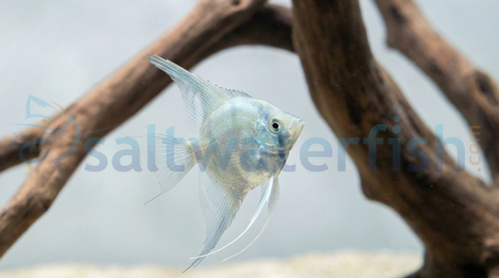 Paraiba Smokey Angelfish