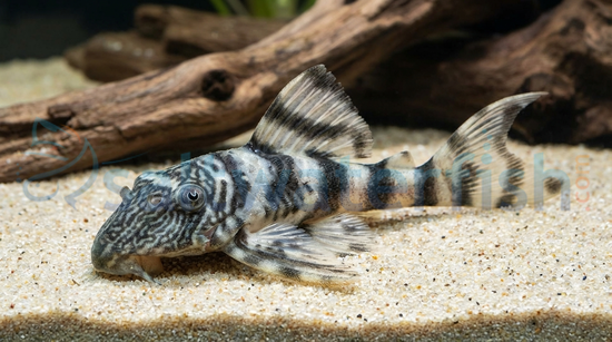 Peruvian Tiger Plecostomus