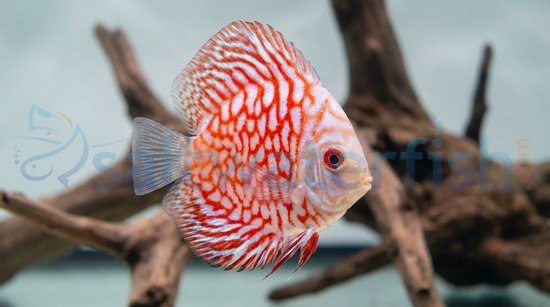 Pigeon Blood Discus