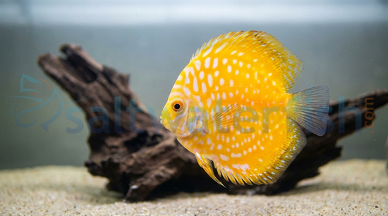 Pigeon Blood Yellow Discus