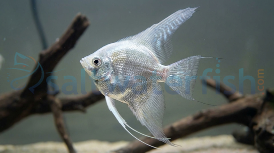 Platinum Angelfish