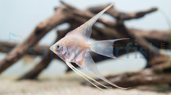 Platinum Veil Angelfish