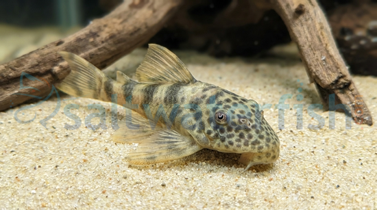 Purus Tiger Plecostomus