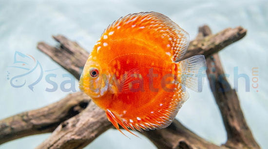 Rafflesia Discus