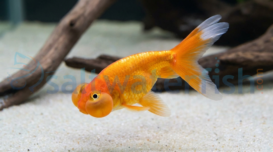 Red Bubble Eye Goldfish
