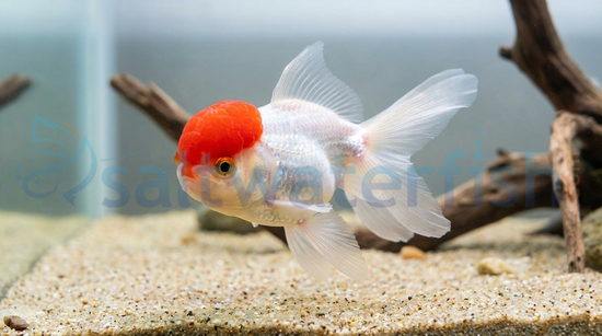 Red Cap Oranda Goldfish